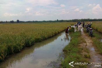 Terendam Banjir, 122 Hektare Tanaman Padi di Kudus Puso