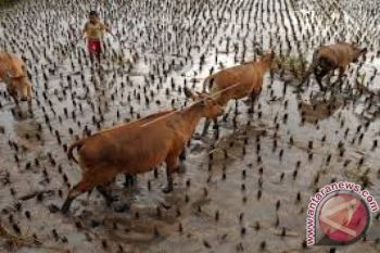 Program Upsus Siwab Tingkatkan Populasi Sapi Sultra
