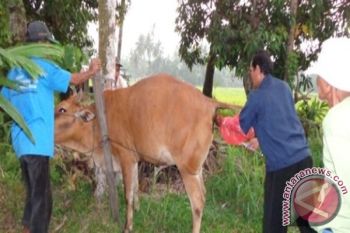 Program Siwab Tingkatkan Populasi Ternak 