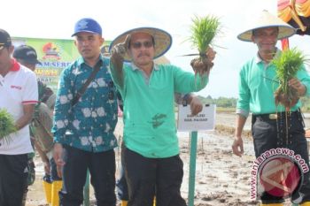 Pasaman Barat Tanam Padi Serentak Seluas 435 Hektare Di 11 Kecamatan