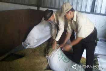 Turunkan Kadar Air Gabah, Bulog Maksimalkan Oven