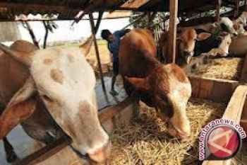 Kolaka Timur Targetkan 3.100 Induk Sapi Bunting 
