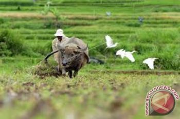 Bulog Sultra Tingkatkan Peran Rpk Stabilkan Harga 