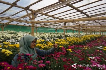 Kampung Krisan Bandungan Mulai Dilirik Wisatawan