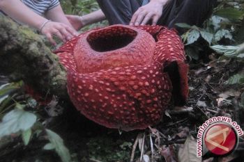 Dua Jenis Bunga Rafflesia Tumbuh di Agam