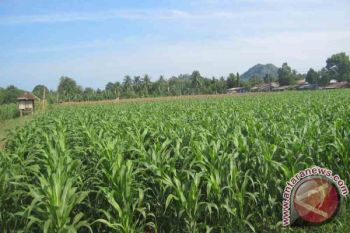 Luas Tanaman Jagung Mencapai 330.000 Hektare 