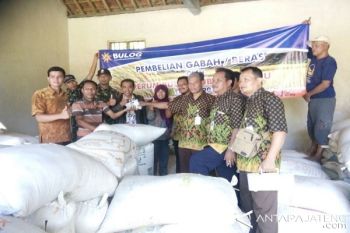 Harga Gabah Jatuh, Bulog Terjun Langsung ke Petani 