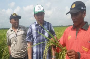 Unsoed Izinkan Petani Produksi Inpago 1 