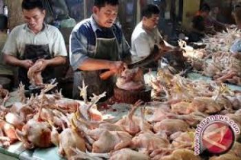 Harga Daging Ayam Di Pekalongan Turun 