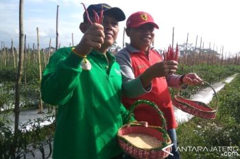 Alumni Unsoed Kembangkan Cabai 