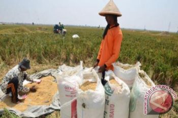 Bulog Serap 13.000 Ton Beras
