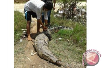 Waduh! Ada Buaya di Sungai Mentaya Tersangkut Jaring Nelayan 