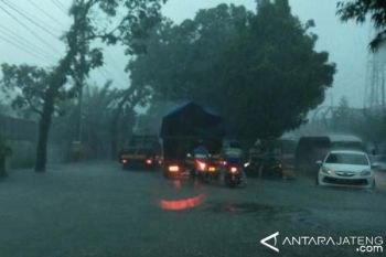 Empat Pohon Tumbang Di Jalan Protokol Magelang