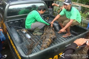 Warga Serahkan Buaya Peliharaan ke BKSDA 