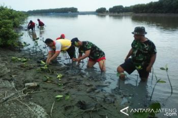 Cegah Abrasi, TNI Tanam Mangrove di Demak 