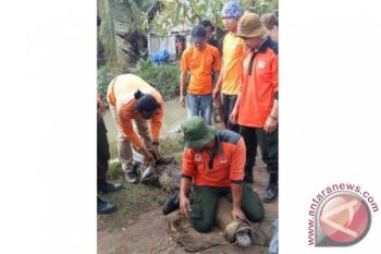 Buaya Temuan Warga Teluk Sampit Dievakuasi