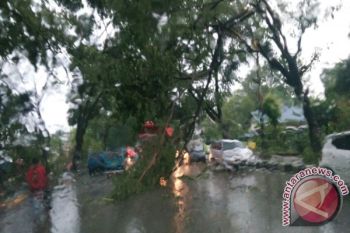 Sejumlah Pohon di Kendari Tumbang 