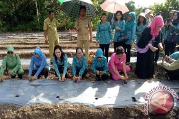 Kabupaten Kapuas Terima 6000 Bibit Cabai Gratis