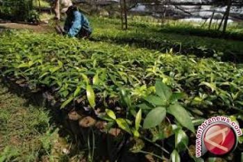 Kendari Perlu "remajakan" Pohon di Jalan Protokol 