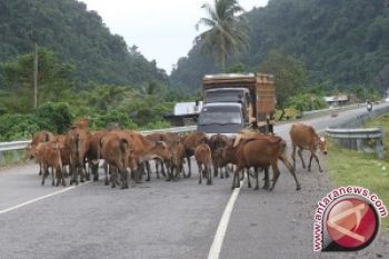 11.000 Ekor Sapi Diantarpulaukan ke Jakarta 