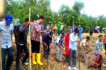 Wow! Barut Tanam Jagung 500 Hektare Di Desa Sabuh 