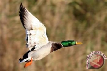 Penderita Virus Flu Burung di Amerika Serikat Ada di Tennessee