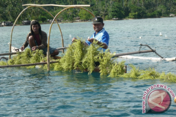 Budidaya rumput laut belum digarap maksimal