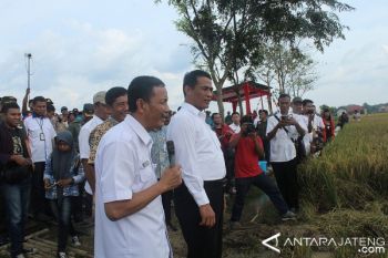 Mentan: Serapan Gabah Meningkat Signifikan 