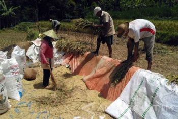 Petani Tulungagung Terpaksa Panen Dini Antisipasi Hama