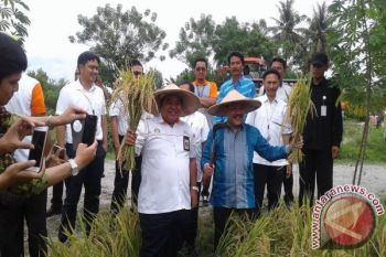Direktur Bulog Panen Padi Program On Farm di Sidondo
