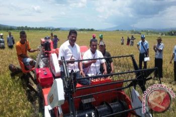 120 ha sawah di NTT siap panen