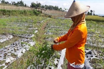 Harga Cabai di Tingkat Petani Turun