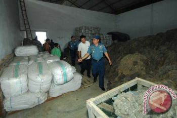 Danlantamal VI Tinjau Pabrik Pengepakan Rumput Laut 