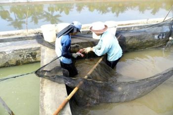 Cilacap Tingkatkan Produksi Perikanan Budi Daya