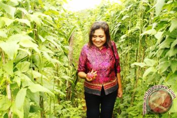 Dana Desa Untuk Kebun Desa