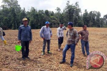 2020, Barito Utara Targetkan Jadi Lumbung Jagung di Kalteng 