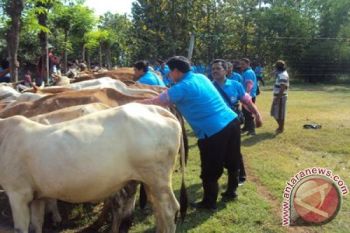 Inseminasi Buatan untuk 25.965 Sapi di NTT