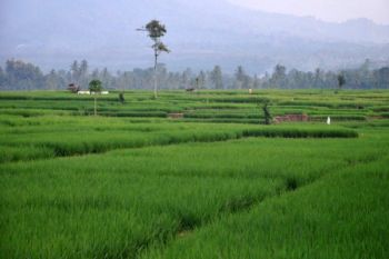 Luas Areal Sawah Lampung Bertambah  