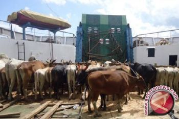 NTT Target Antarpulau 65.300 Sapi Dalam 2017 
