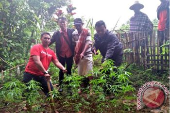 Polres Toraja Amankan Pengisap Ganja Tanaman Sendiri 
