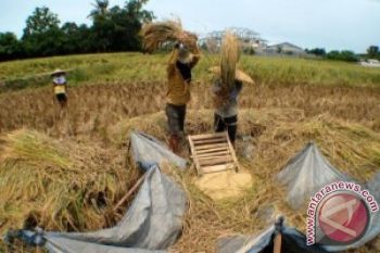 Bulog NTT Beli 13.950 ton Beras Lokal 