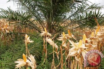 Barut programkan jagung berintegrasi kelapa sawit