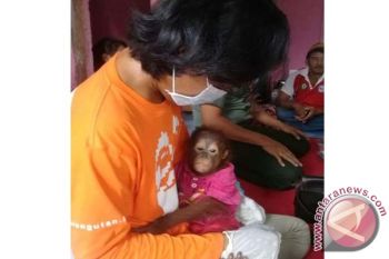 Sip! Kesadaran Masyarakat Kotim Selamatkan Satwa Dilindungi Meningkat