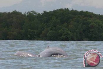 KLH-Pemkab Kutai Kartanegara sinergi perkuat konservasi Pesut Mahakam