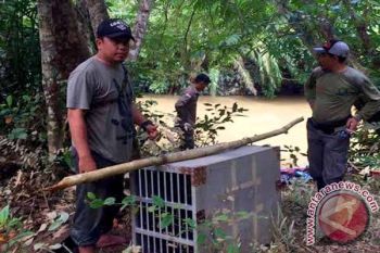 Hampir 10 Tahun Dikandang, Akhirnya Sepasang Musang Dilepas di Cagar Alam Pararawen