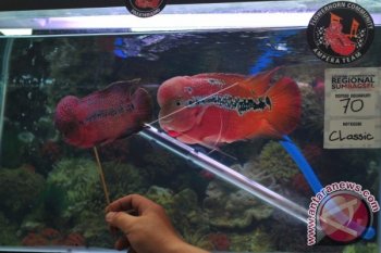 Kompetisi Ikan Louhan