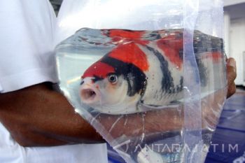 Kontes Koi Tingkat Nasional