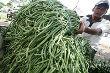 Petani Kacang Panjang
