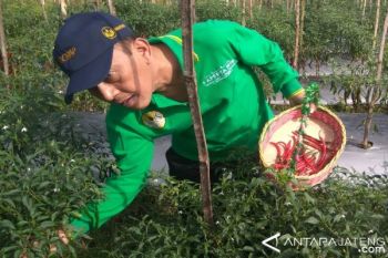 Akademisi: Pemerintah Perlu Perkuat Kelembagaan Petani Cabai 