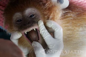 Pemeriksaan Lutung Jawa